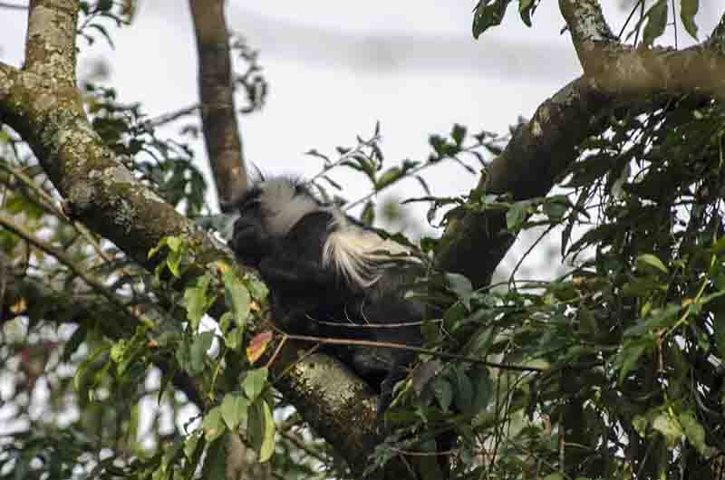 31 - Mono Colobo de Angola - parque nacional de Nyungwe - Ruanda